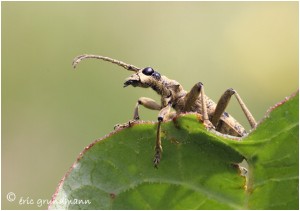 https://www.waibe.fr/sites/photoeg/medias/images/INSECTES/2014-rhagium_02.jpg