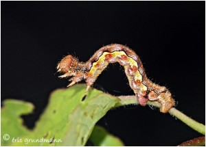 https://www.waibe.fr/sites/photoeg/medias/images/INSECTES/2014__chenille_02.jpg