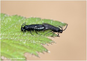 https://www.waibe.fr/sites/photoeg/medias/images/INSECTES/2014_accoiplement_mouches_noires.jpg