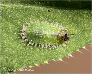 https://www.waibe.fr/sites/photoeg/medias/images/INSECTES/COL-cassida_larve.jpg