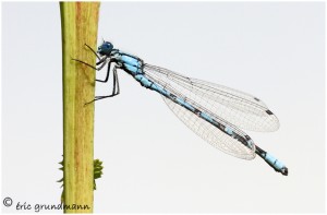 https://www.waibe.fr/sites/photoeg/medias/images/INSECTES/LIB-demoiselle_21.jpg