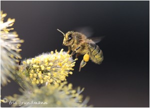 https://www.waibe.fr/sites/photoeg/medias/images/INSECTES/abeille__.jpg