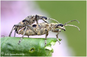 https://www.waibe.fr/sites/photoeg/medias/images/INSECTES/accouplement__rhagium_00.jpg