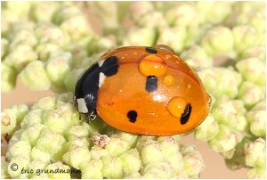 https://www.waibe.fr/sites/photoeg/medias/images/INSECTES/coccinelle_gouttes_01.jpg