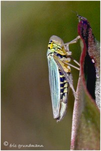 https://www.waibe.fr/sites/photoeg/medias/images/INSECTES/homoptere-cicadelle__9_.jpg