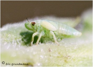https://www.waibe.fr/sites/photoeg/medias/images/INSECTES/larve-cicadelle_t2.jpg
