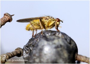 https://www.waibe.fr/sites/photoeg/medias/images/INSECTES/mouche_scatophage_14.jpg