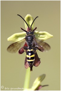 https://www.waibe.fr/sites/photoeg/medias/images/INSECTES/orchis_mouche___insecte_02.jpg