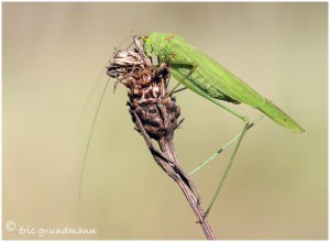 https://www.waibe.fr/sites/photoeg/medias/images/INSECTES/sauterelle-10b.jpg