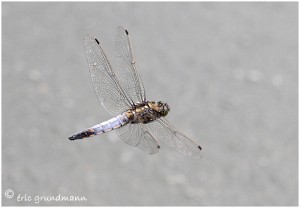 https://www.waibe.fr/sites/photoeg/medias/images/LIBELLULES/LIB-Orthetrum_reticule_vol.jpg