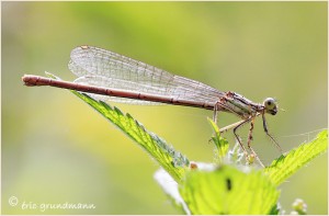 https://www.waibe.fr/sites/photoeg/medias/images/LIBELLULES/LIB-demoiselle_20b.jpg