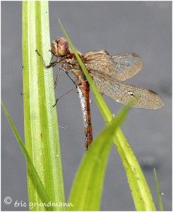 https://www.waibe.fr/sites/photoeg/medias/images/LIBELLULES/LIB-sympetrum_08.jpg