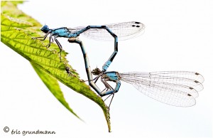 https://www.waibe.fr/sites/photoeg/medias/images/LIBELLULES/accouplement_demoiselles_20.jpg