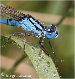 https://www.waibe.fr/sites/photoeg/medias/images/LIBELLULES/agrion_2_b.jpg