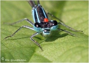 https://www.waibe.fr/sites/photoeg/medias/images/LIBELLULES/agrion_tique_1.jpg