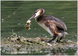 https://www.waibe.fr/sites/photoeg/medias/images/MARES/GREBE__JEUNE_018.jpg