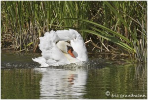 https://www.waibe.fr/sites/photoeg/medias/images/MARES/cygne_61.jpg