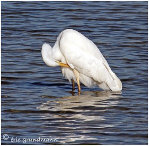 https://www.waibe.fr/sites/photoeg/medias/images/MARES/grande_aigrette_04.jpg