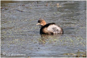 https://www.waibe.fr/sites/photoeg/medias/images/MARES/grebe_castagneux_08.jpg