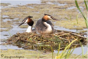 https://www.waibe.fr/sites/photoeg/medias/images/MARES/grebes_nid_04.jpg