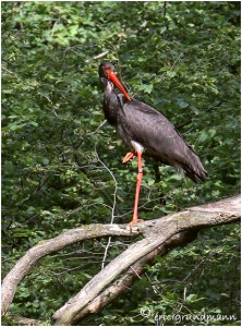 https://www.waibe.fr/sites/photoeg/medias/images/OISAUX/18x24-cigogne_noire_21.jpg