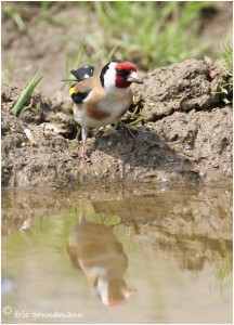 https://www.waibe.fr/sites/photoeg/medias/images/OISAUX/2012-chardonneret.jpg