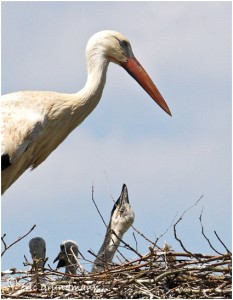 https://www.waibe.fr/sites/photoeg/medias/images/OISAUX/2013-CIGOGNE_3c.jpg