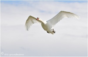 https://www.waibe.fr/sites/photoeg/medias/images/OISAUX/2013-cygne_vol_01b.jpg