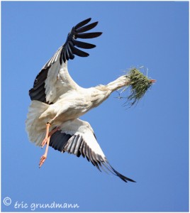 https://www.waibe.fr/sites/photoeg/medias/images/OISAUX/CIGOGNE_HR.jpg