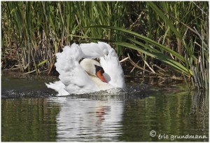 https://www.waibe.fr/sites/photoeg/medias/images/OISAUX/Copie_de_cygne_61.jpg