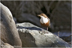 https://www.waibe.fr/sites/photoeg/medias/images/OISAUX/cincle.jpg