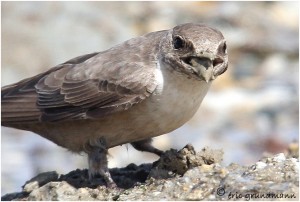 https://www.waibe.fr/sites/photoeg/medias/images/OISAUX/hirondelle_de_roche_s4.jpg