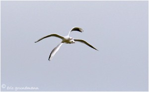 https://www.waibe.fr/sites/photoeg/medias/images/OISAUX/mouette_k_05.jpg