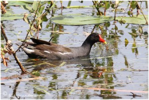 https://www.waibe.fr/sites/photoeg/medias/images/OISAUX/poule_d__eau_11.jpg