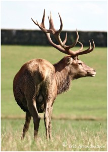 https://www.waibe.fr/sites/photoeg/medias/images/ONGULES/CERF_2B.jpg