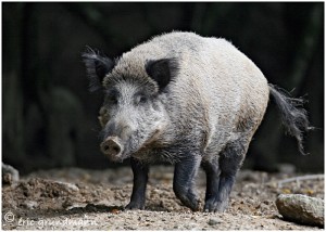 https://www.waibe.fr/sites/photoeg/medias/images/ONGULES/cochon_7.jpg