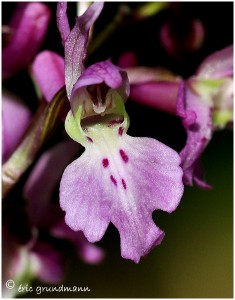 https://www.waibe.fr/sites/photoeg/medias/images/ORCHIDEES/2013-orchis_male_10.jpg