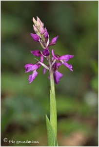 https://www.waibe.fr/sites/photoeg/medias/images/ORCHIDEES/2013-orchis_male_11.jpg