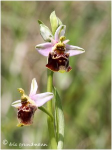 https://www.waibe.fr/sites/photoeg/medias/images/ORCHIDEES/2014-ophrys_abeille_04.jpg