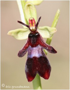 https://www.waibe.fr/sites/photoeg/medias/images/ORCHIDEES/2014-ophrys_mouche_02.jpg