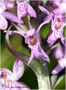 https://www.waibe.fr/sites/photoeg/medias/images/ORCHIDEES/dactilorhysa.jpg