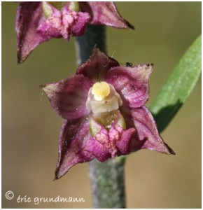 https://www.waibe.fr/sites/photoeg/medias/images/ORCHIDEES/epipactis_artrorubens_13.jpg