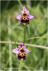 https://www.waibe.fr/sites/photoeg/medias/images/ORCHIDEES/orchide_e_a_nommer_06.jpg