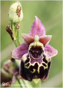 https://www.waibe.fr/sites/photoeg/medias/images/ORCHIDEES/orchidees__11_.jpg