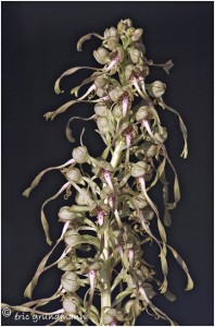 https://www.waibe.fr/sites/photoeg/medias/images/ORCHIDEES/orchidees__14_.jpg