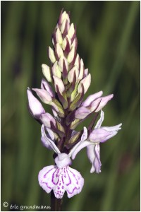 https://www.waibe.fr/sites/photoeg/medias/images/ORCHIDEES/orchidees__16_.jpg