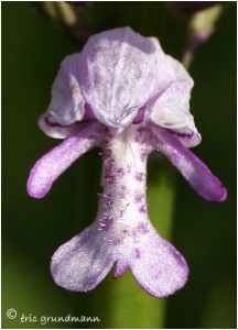 https://www.waibe.fr/sites/photoeg/medias/images/ORCHIDEES/orchidees__17_.jpg