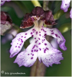 https://www.waibe.fr/sites/photoeg/medias/images/ORCHIDEES/orchidees__22_.jpg