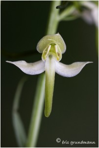https://www.waibe.fr/sites/photoeg/medias/images/ORCHIDEES/orchidees__25_.jpg