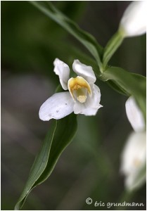 https://www.waibe.fr/sites/photoeg/medias/images/ORCHIDEES/orchidees__3_.jpg